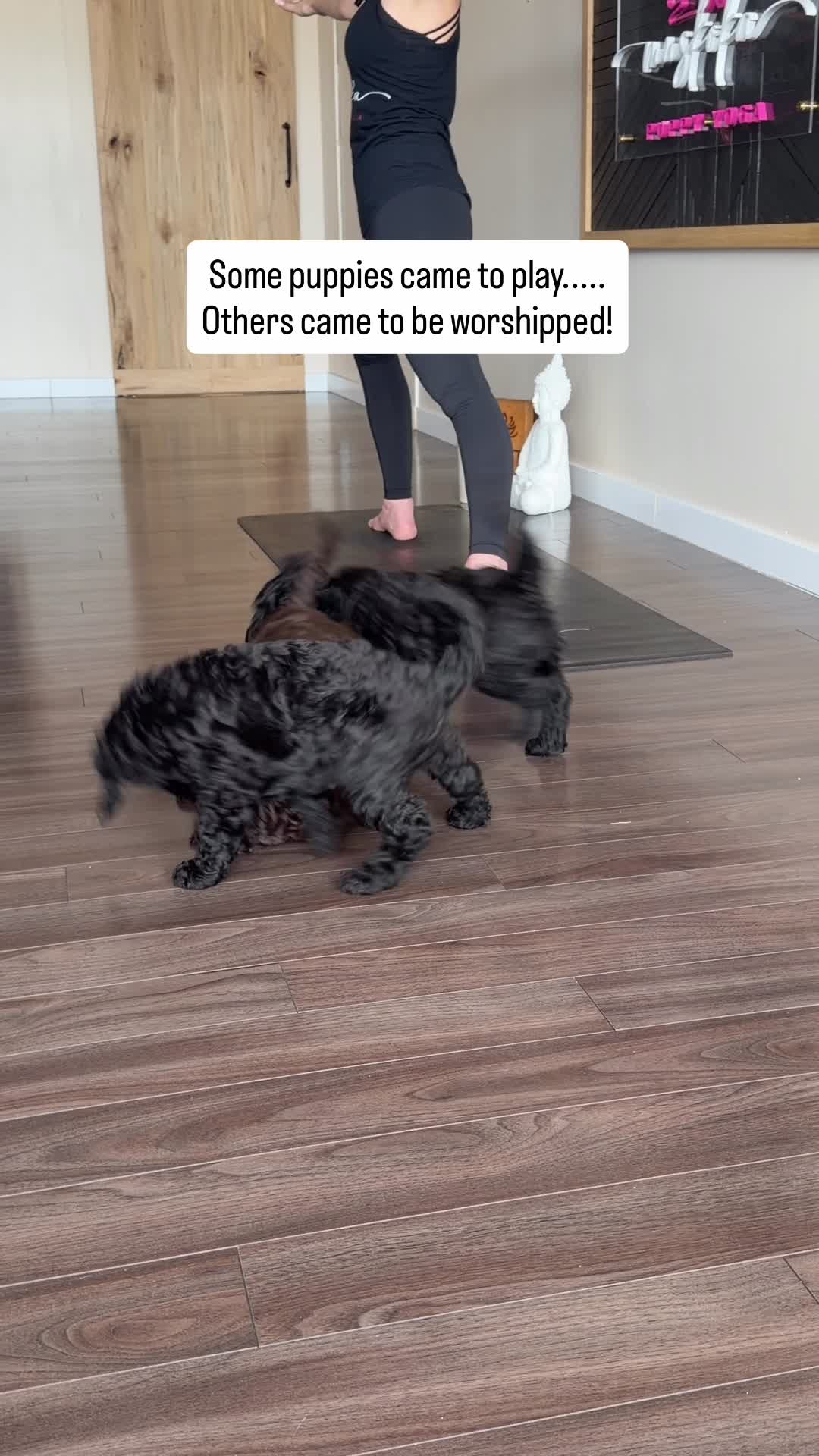 @Muskoka Puppy Yoga
