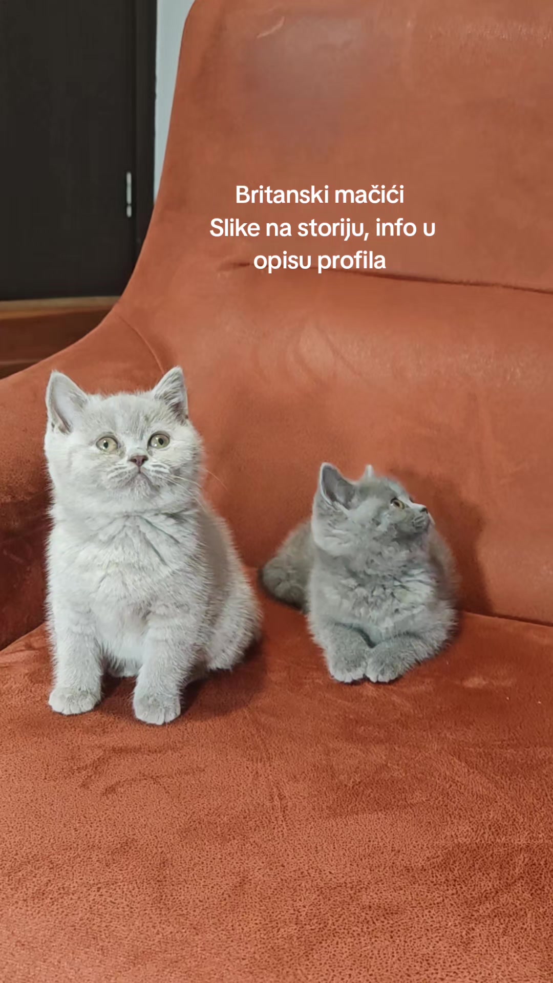 @Britanska kratkodlaka mačka