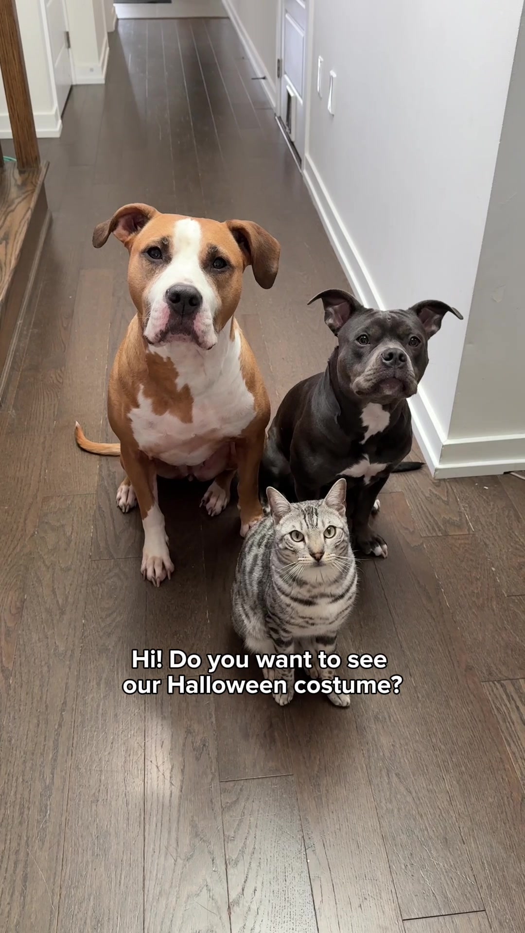@Luna The Pittie