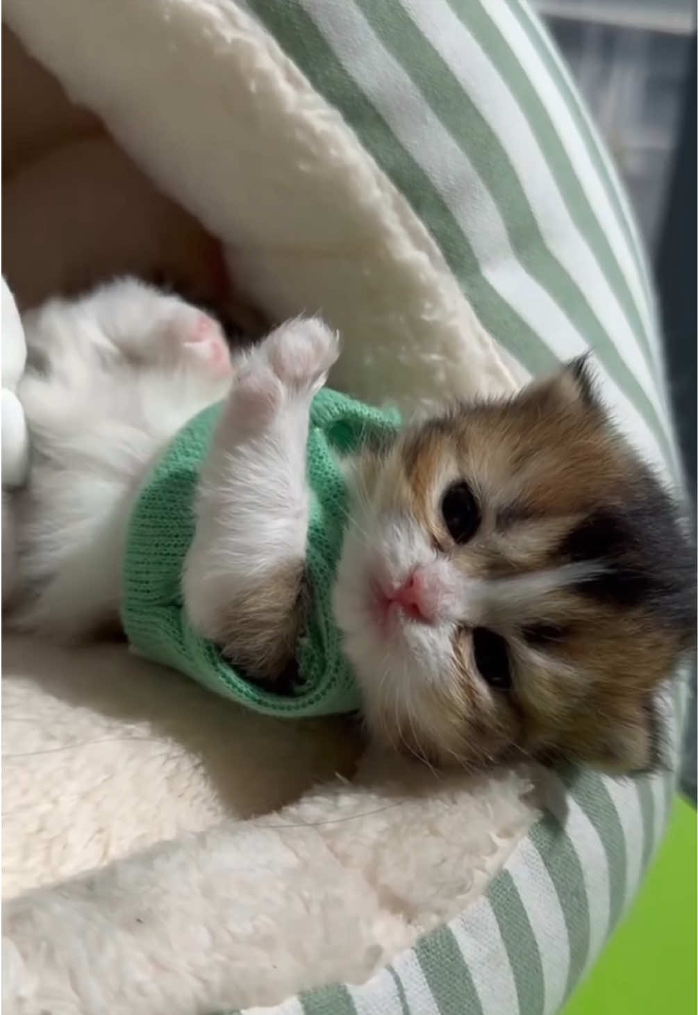 @kloutkittens