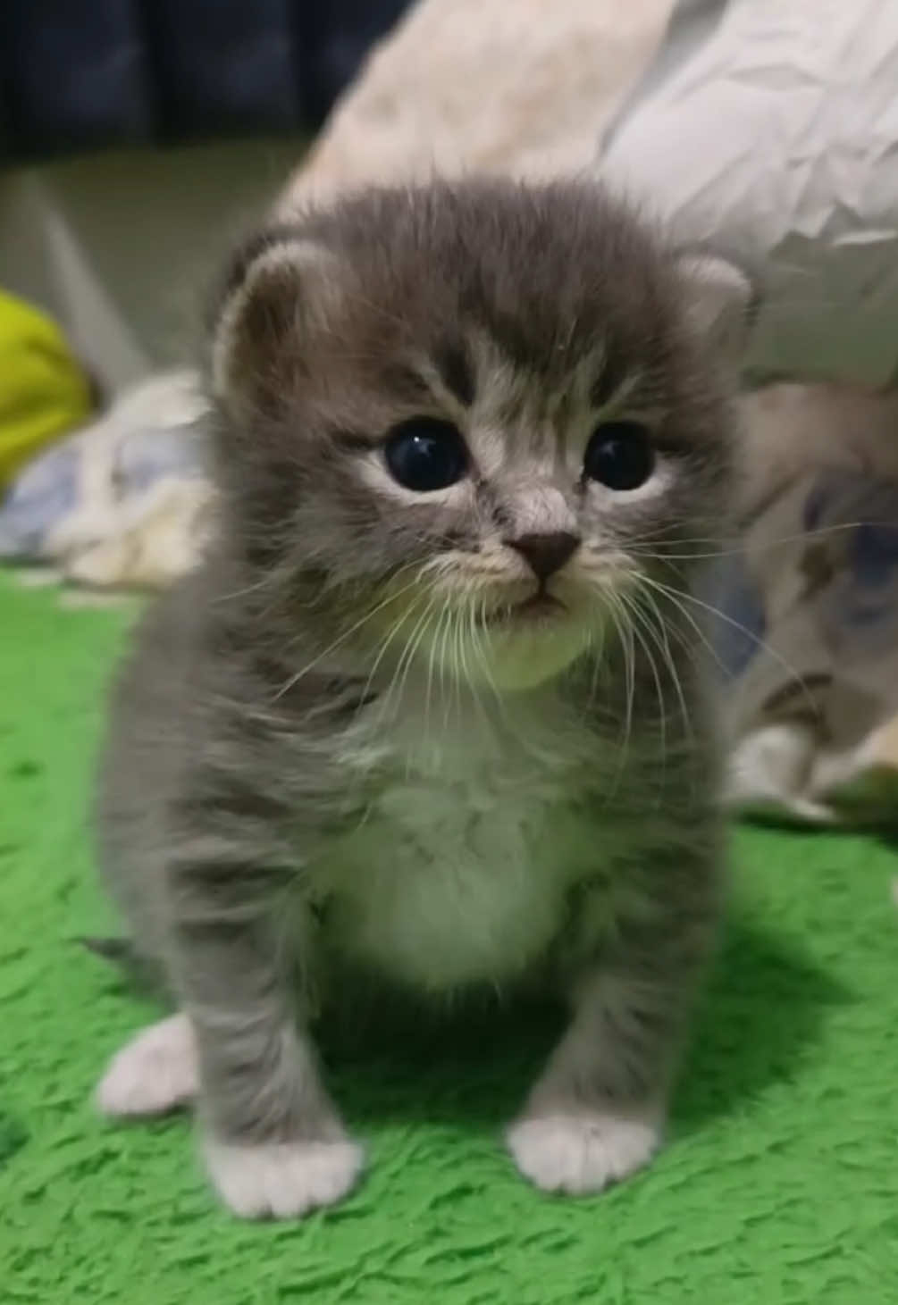 @kloutkittens