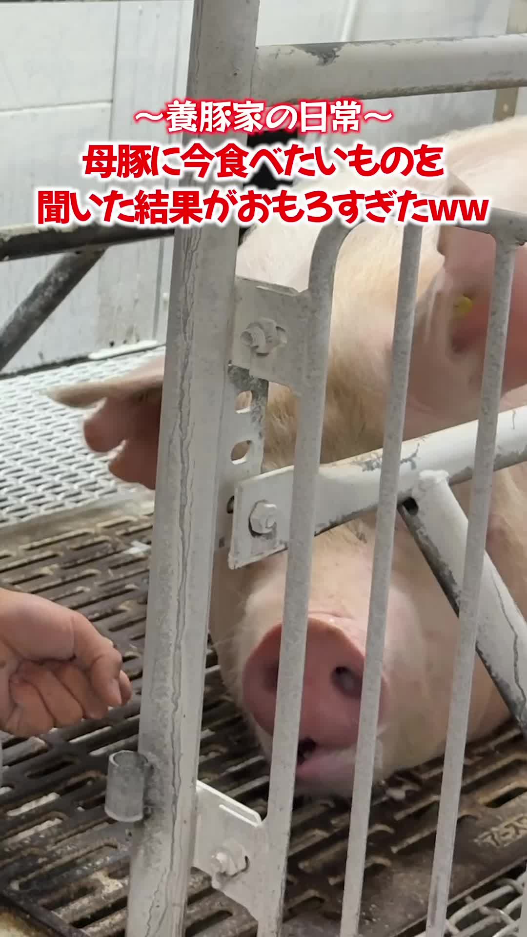 @豚肉オンラインショップ