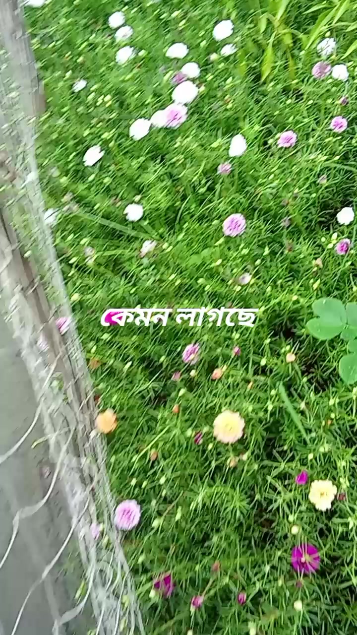 @❣️❣️❣️মন হারা পাখি ❣️❣️❣️