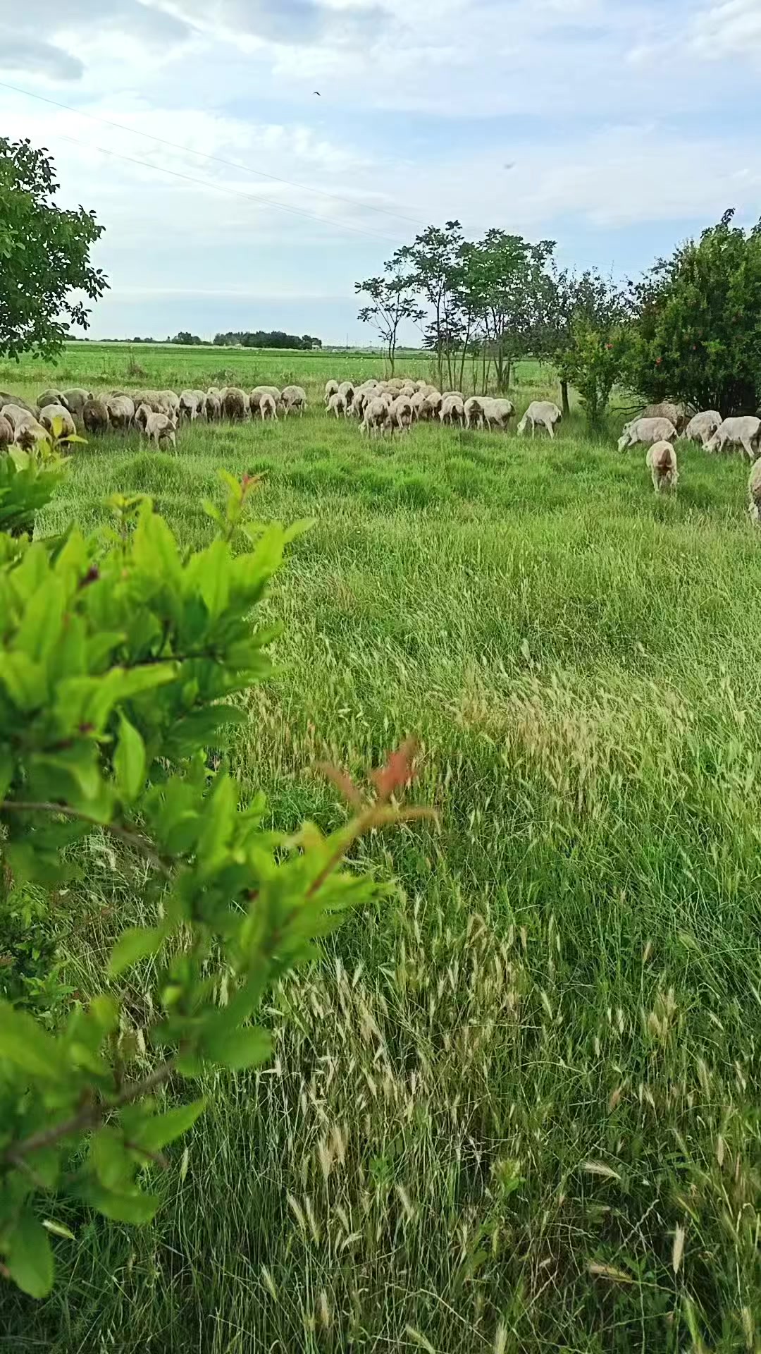 @kend_həyati_041