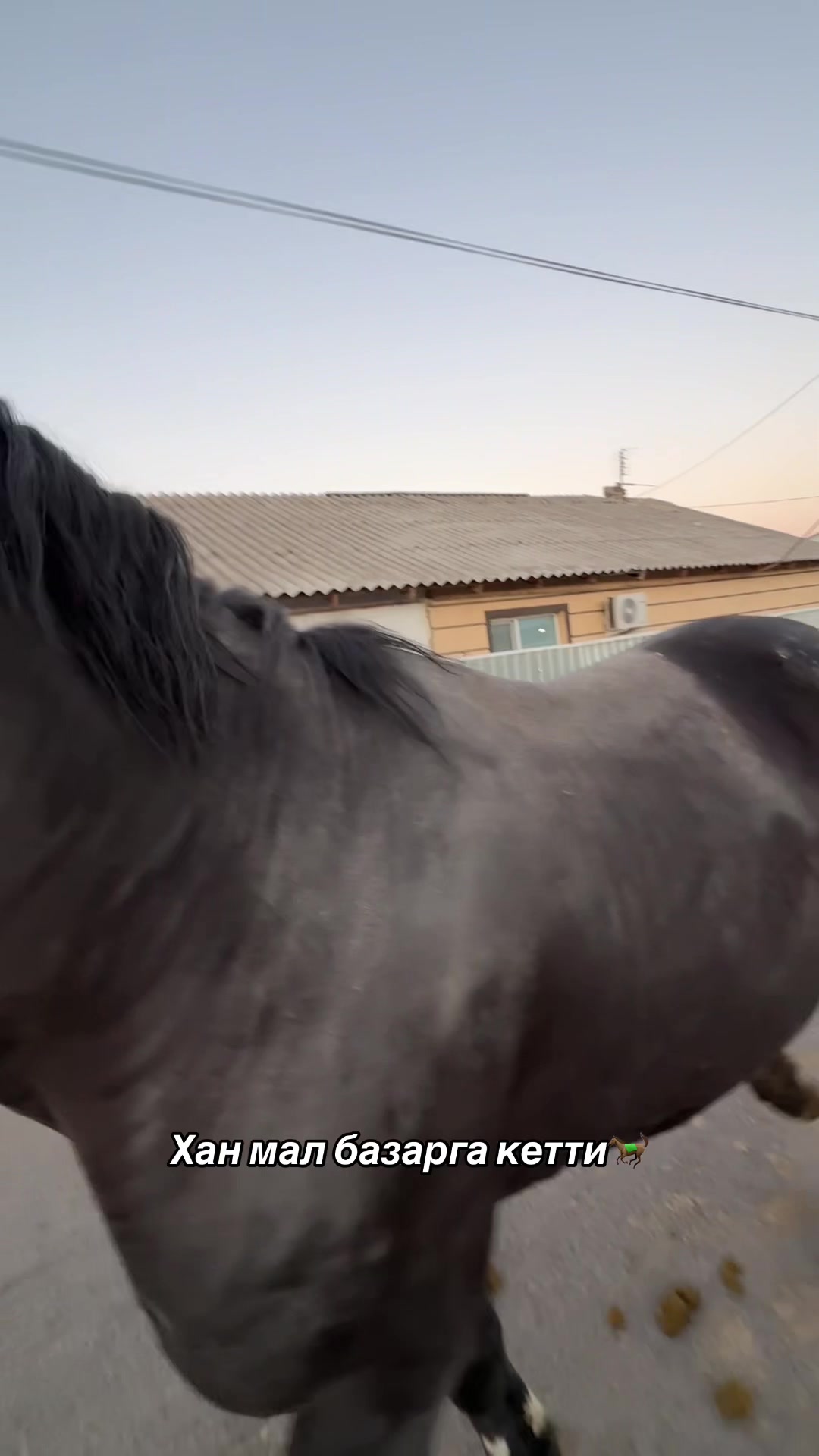 @Konnaya_progulka_taraz🐎