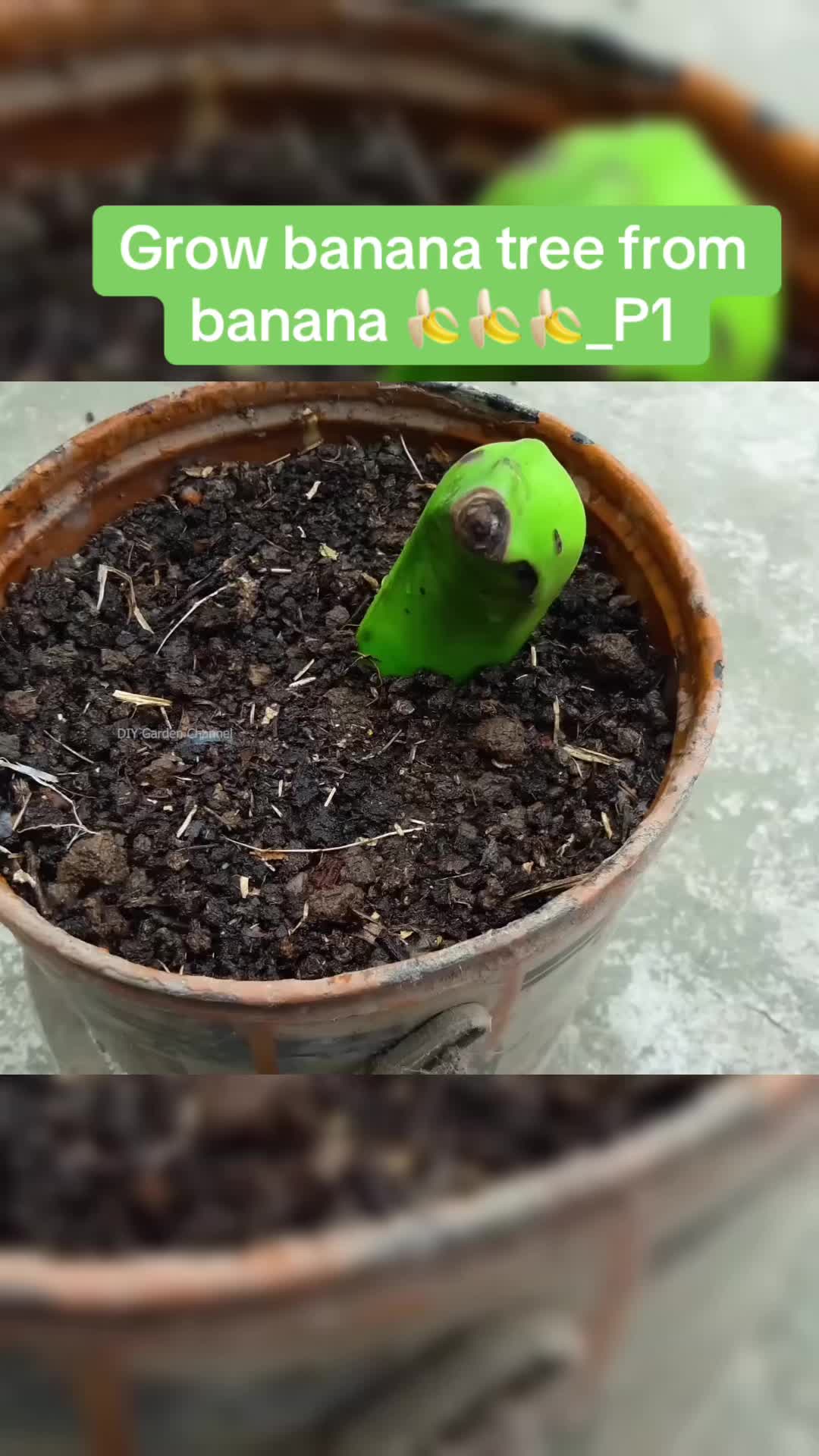 @DIY GARDEN
