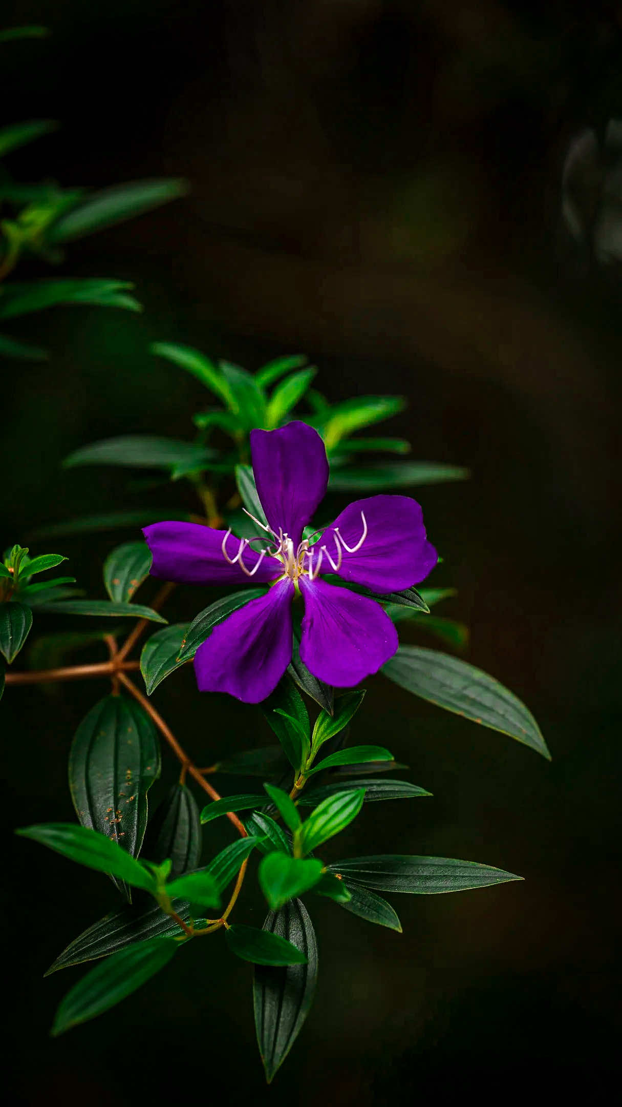 @𝑻𝒂̂𝒏 𝑻𝒉𝒊