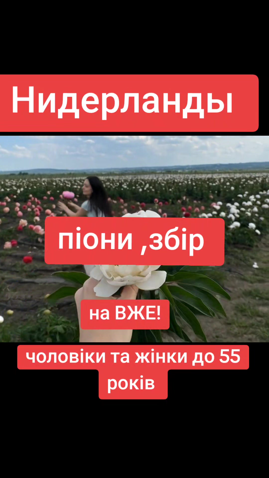 @Бельгія та Нідерланди