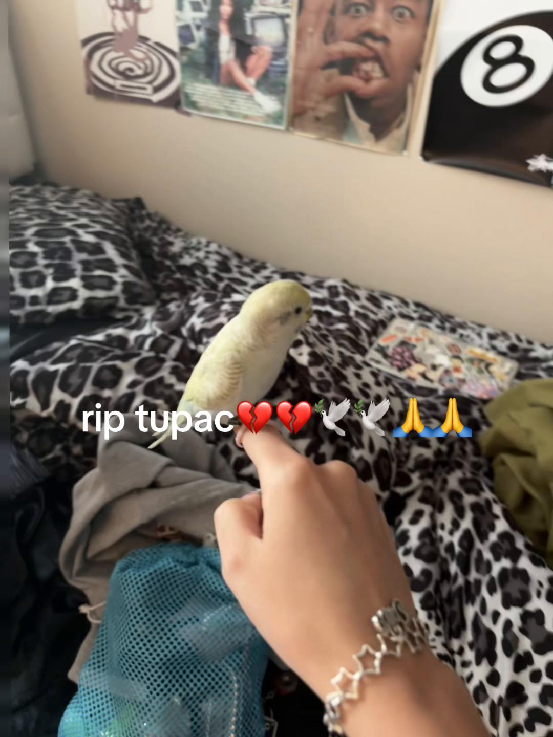 @jayjay
