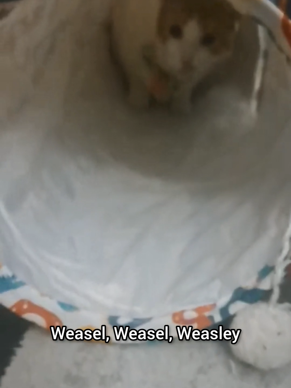 @Candice & Weasley