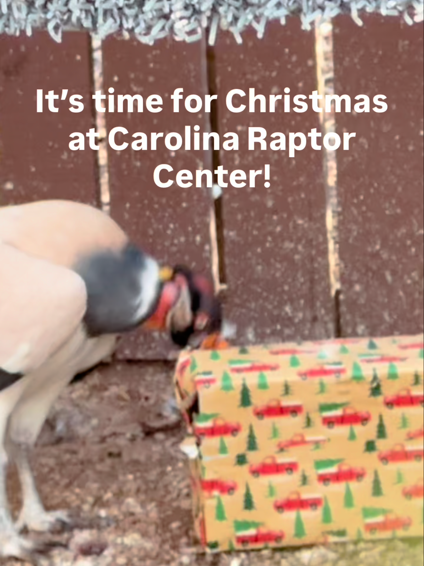 @Carolina Raptor Center