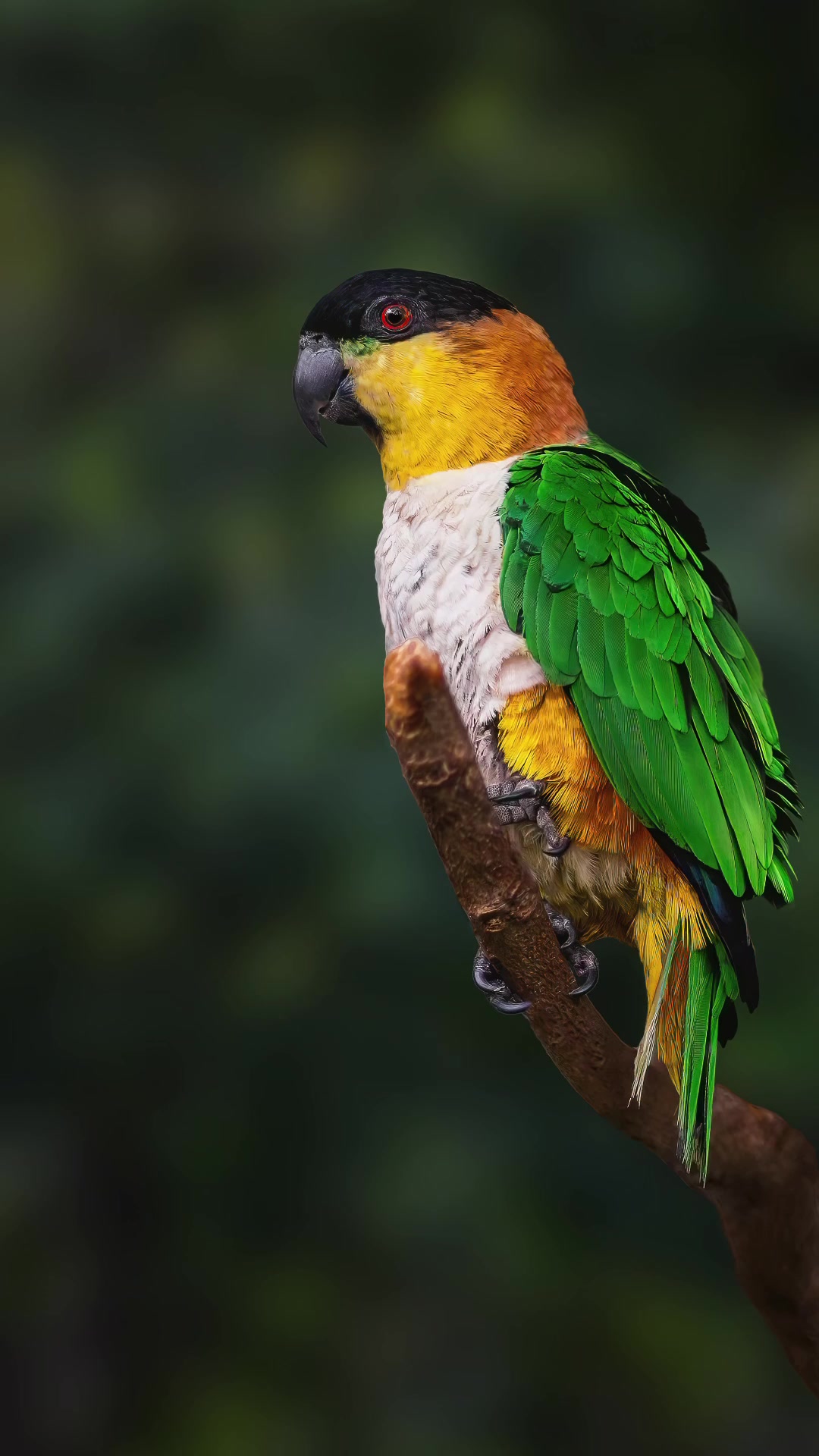 @Learn Parrots