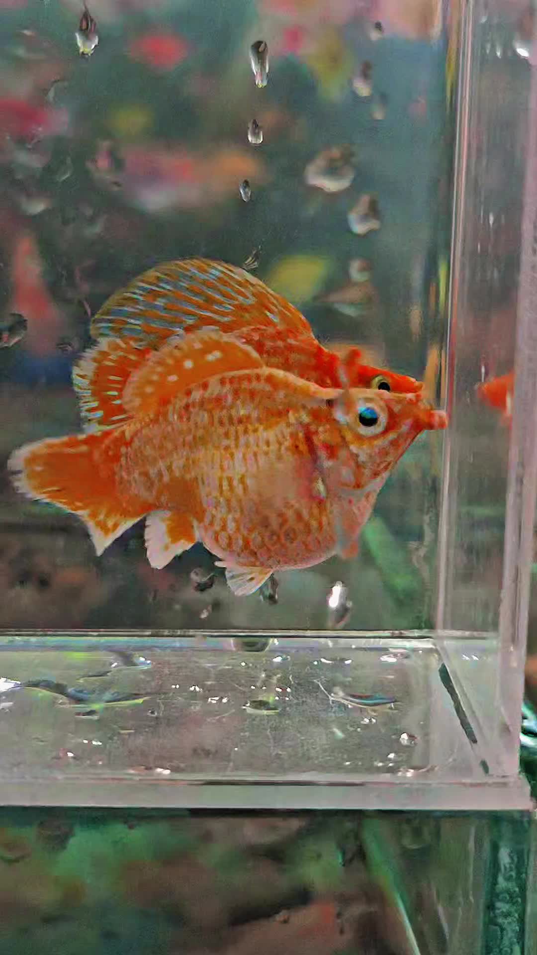 @Ramon Fish Banyuwangi
