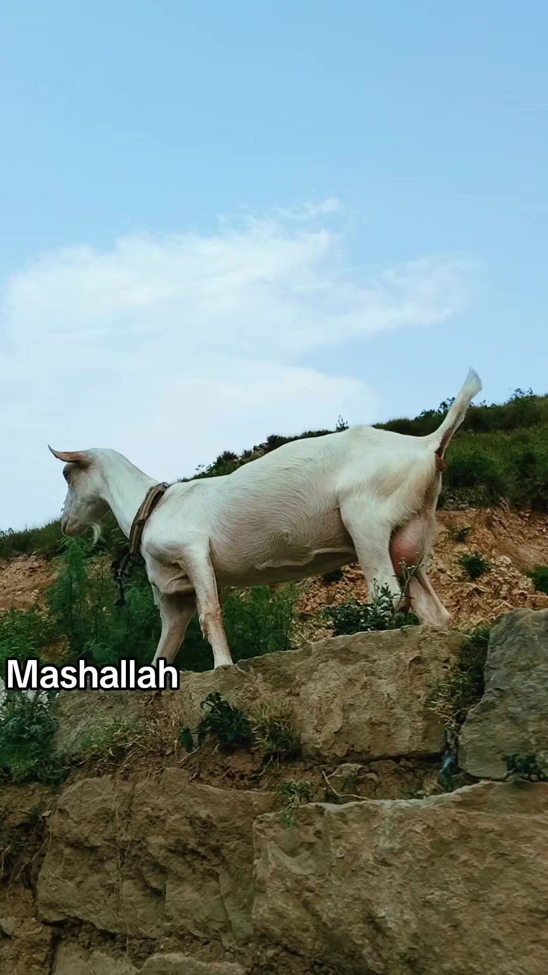 @M Mubashir Khan