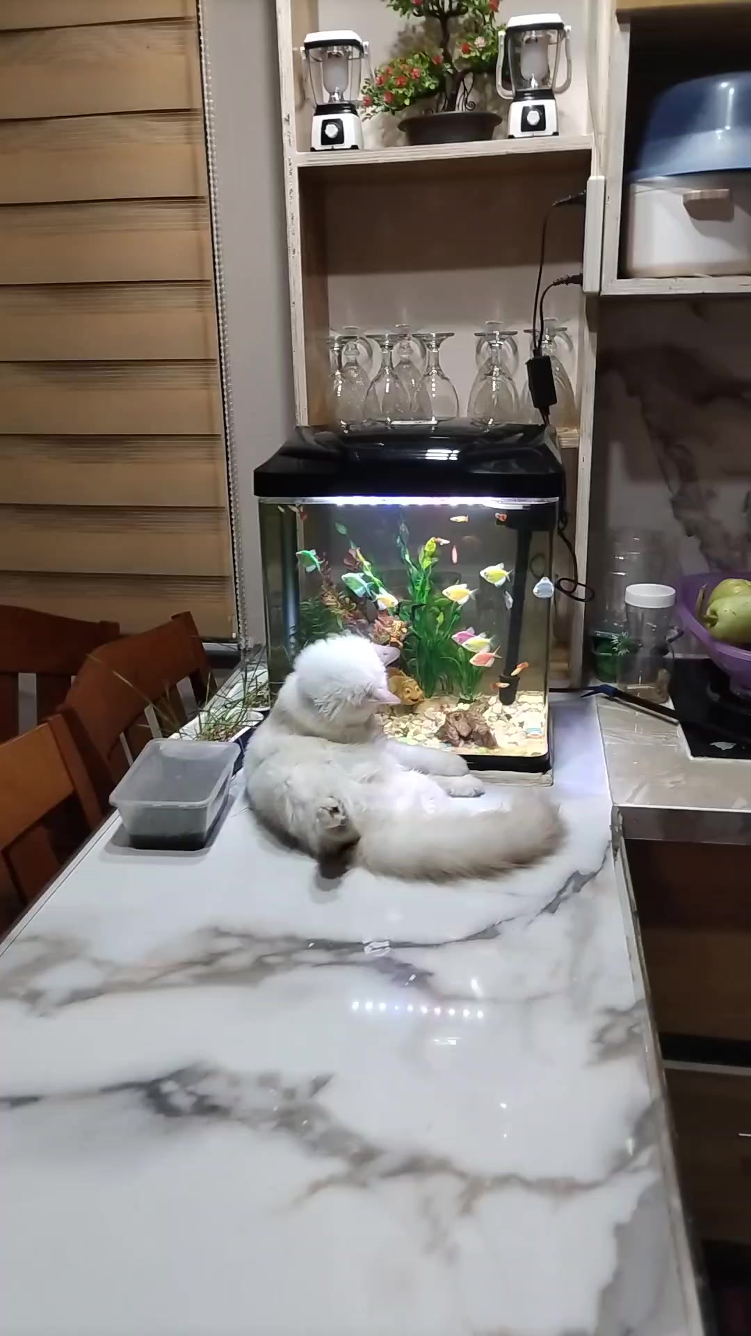 @Giovanni Carlo koi fish guy