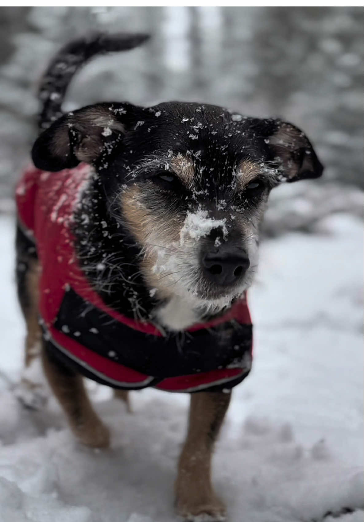 @M&Sigma;&Sigma;ƬЩ&Lambda;GӨП 🇨🇦🐶🎚️🐾