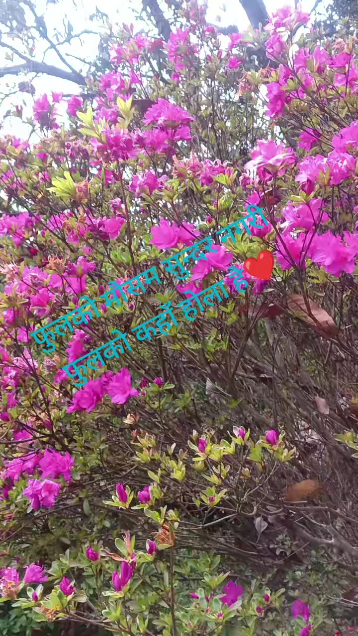 @Bina Lama