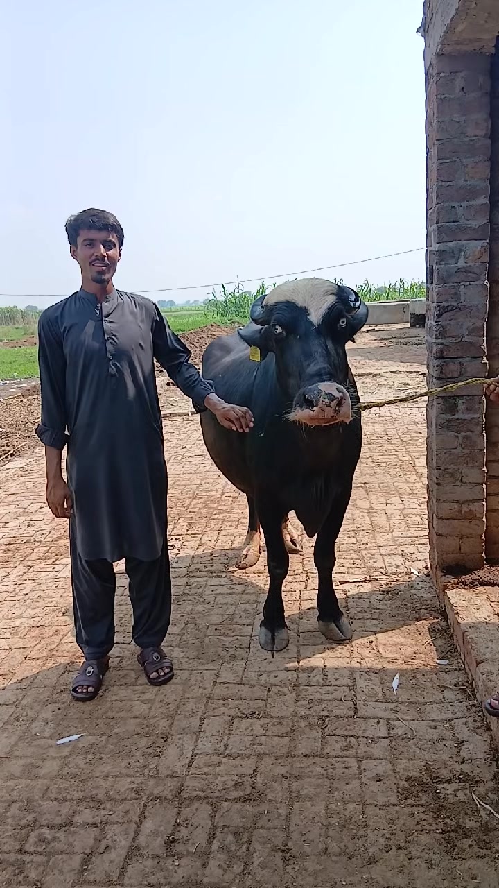 @Farming and Business Ideas