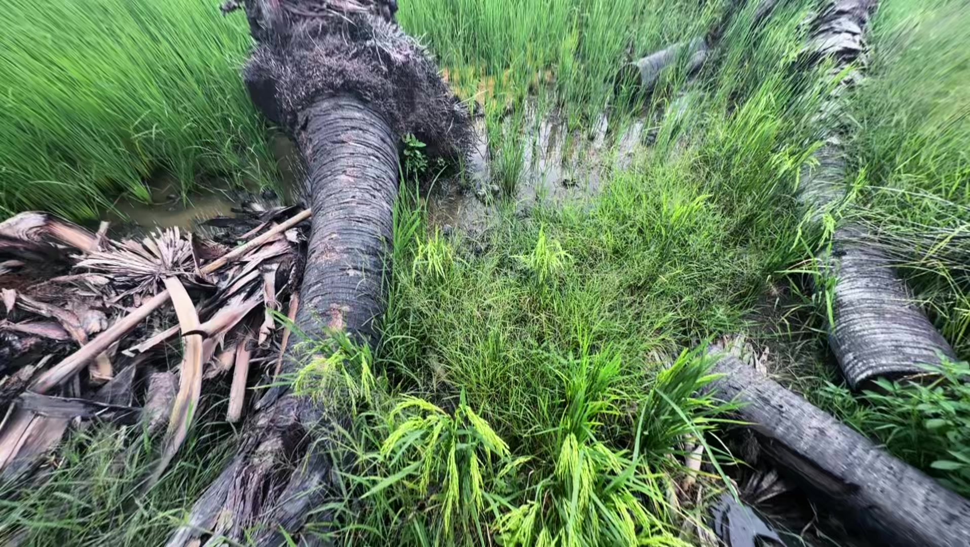 @សឿន វណ្ណា - सोएन् वण्णा 🌾💚🌅