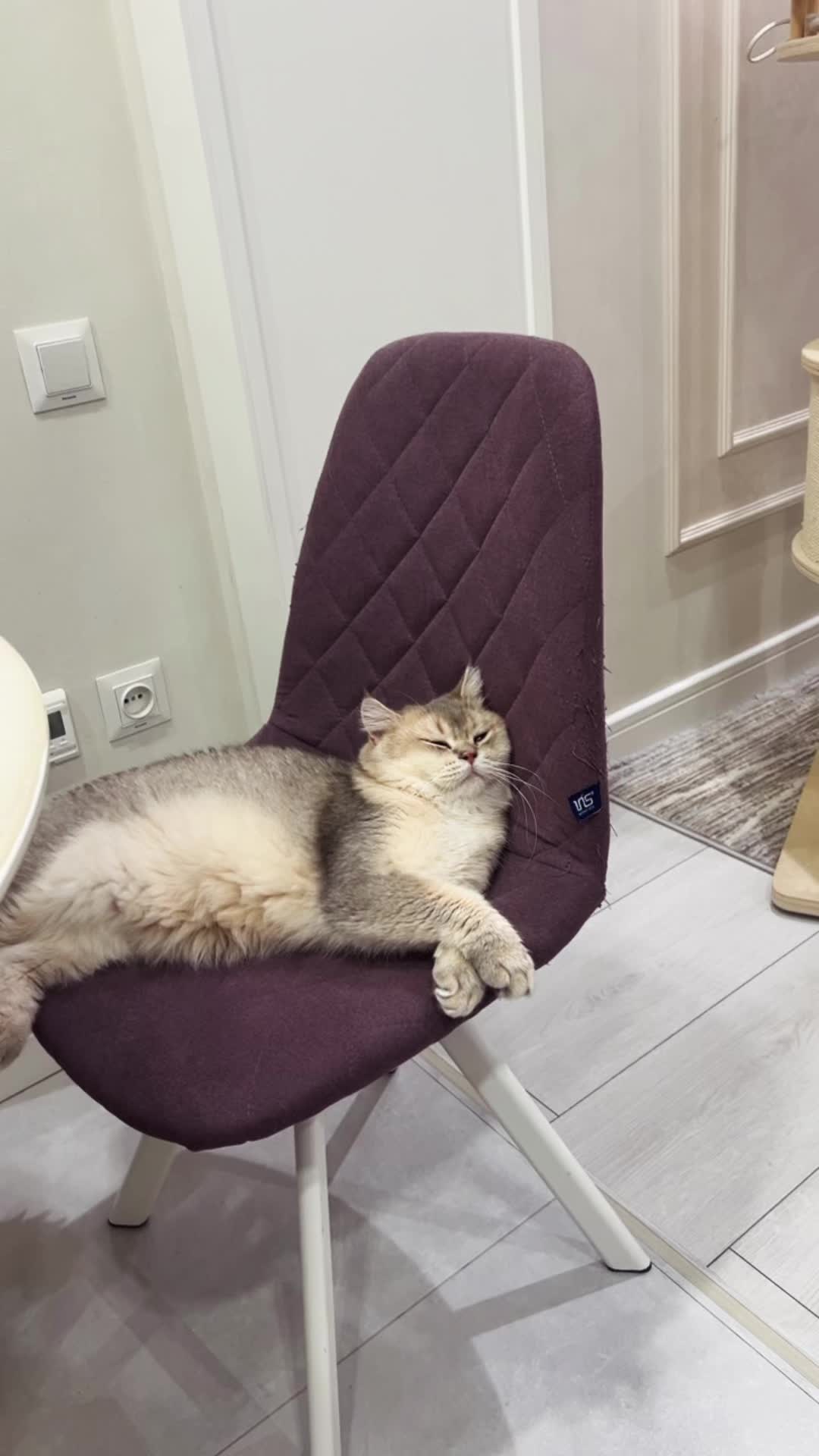 @kittens_uz