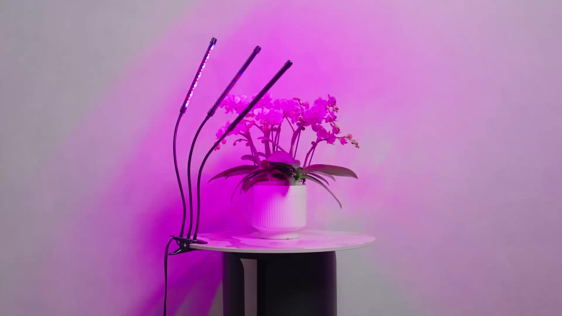 @JackonLux