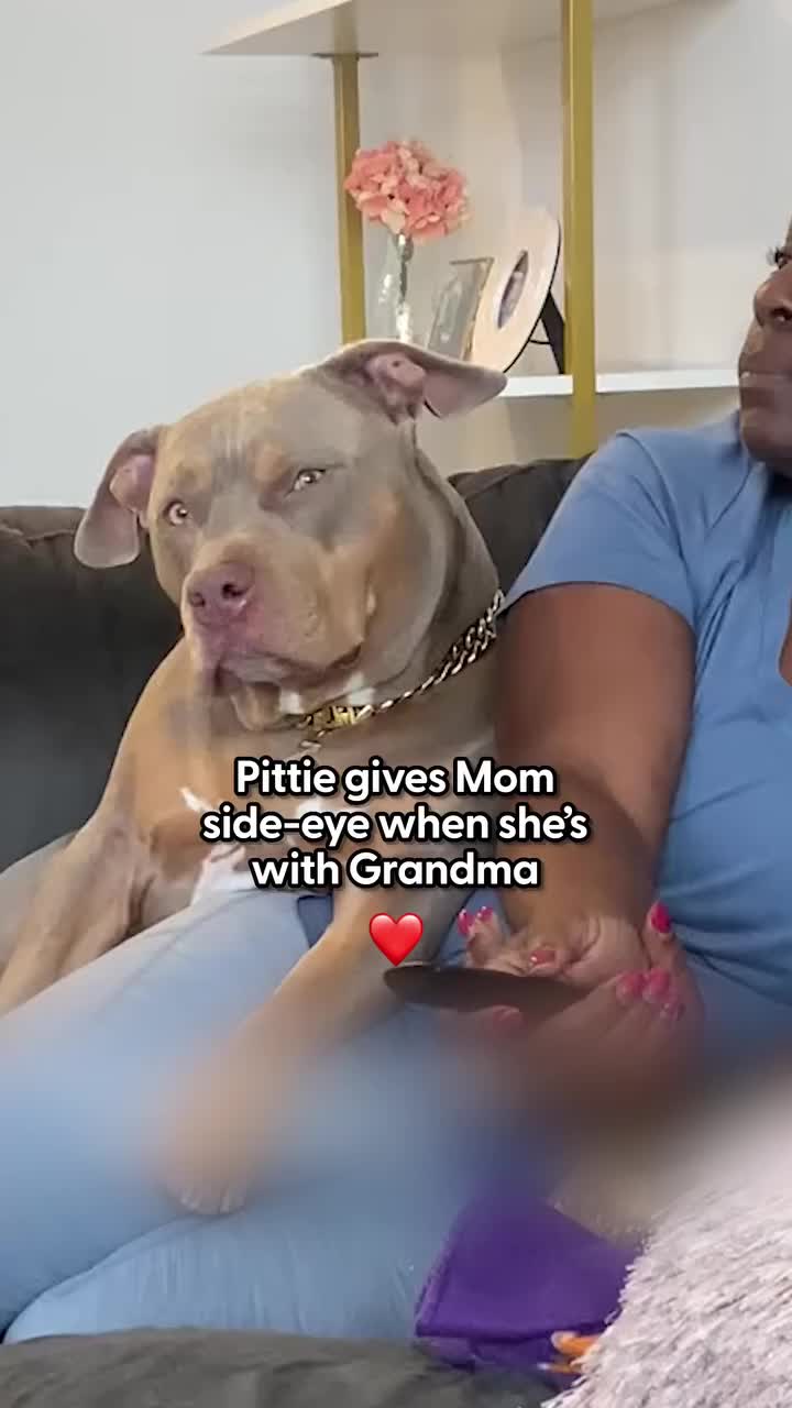 @Animals Stories