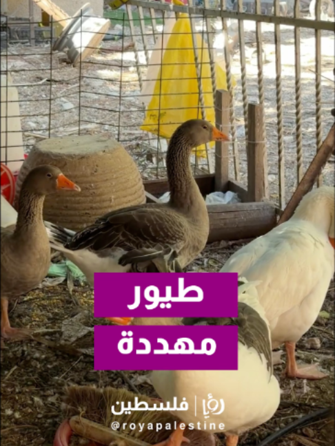 @Royapalestine رؤيا فلسطين