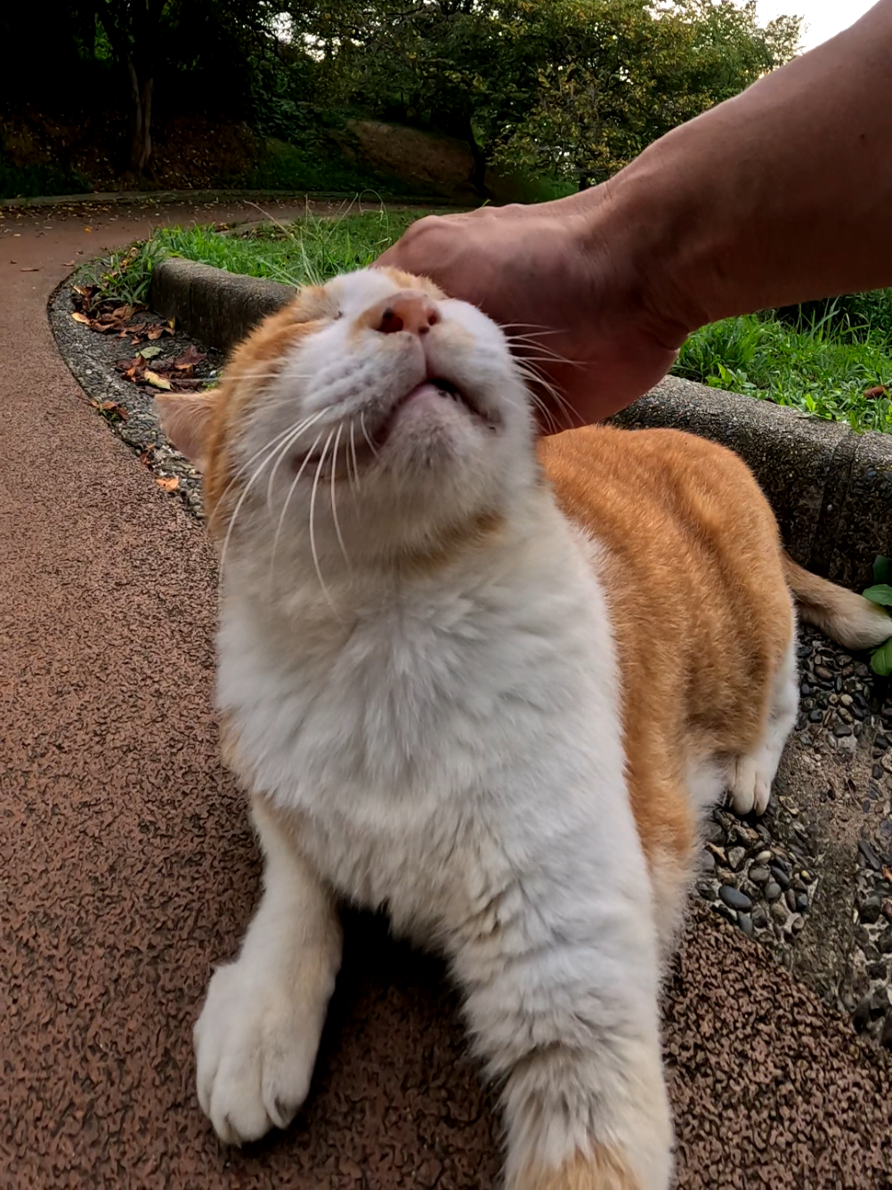 @感動猫動画