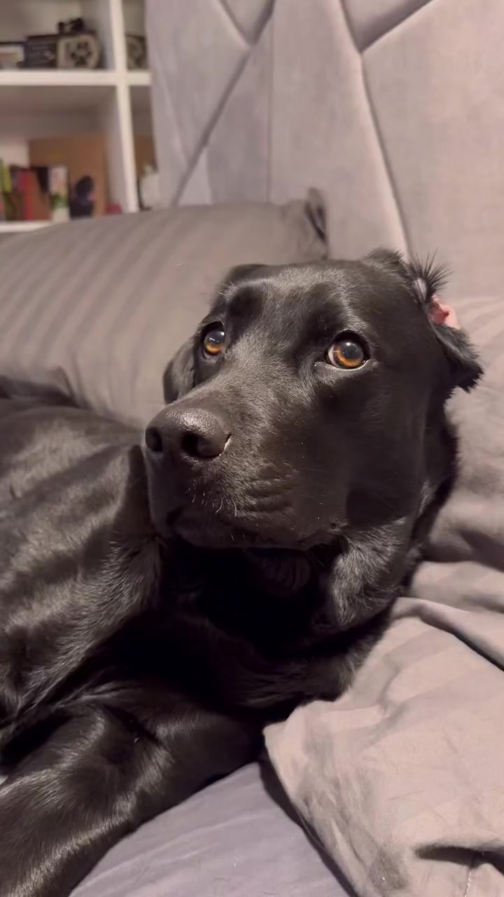 @lisatheblacklab
