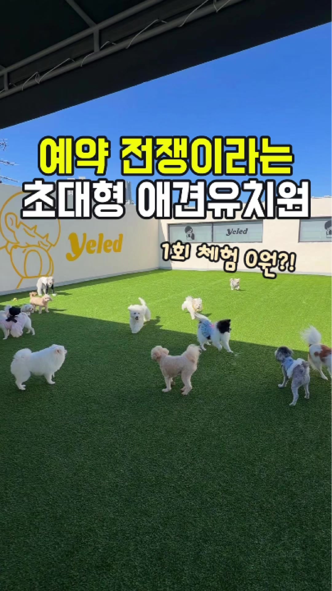 @대전토박이