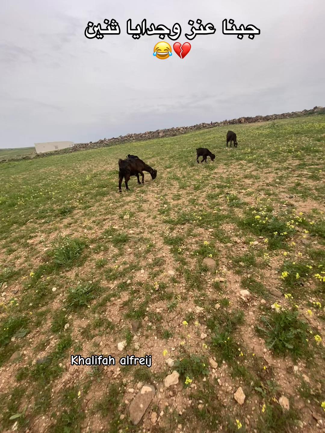 @أبن الجرية 📸