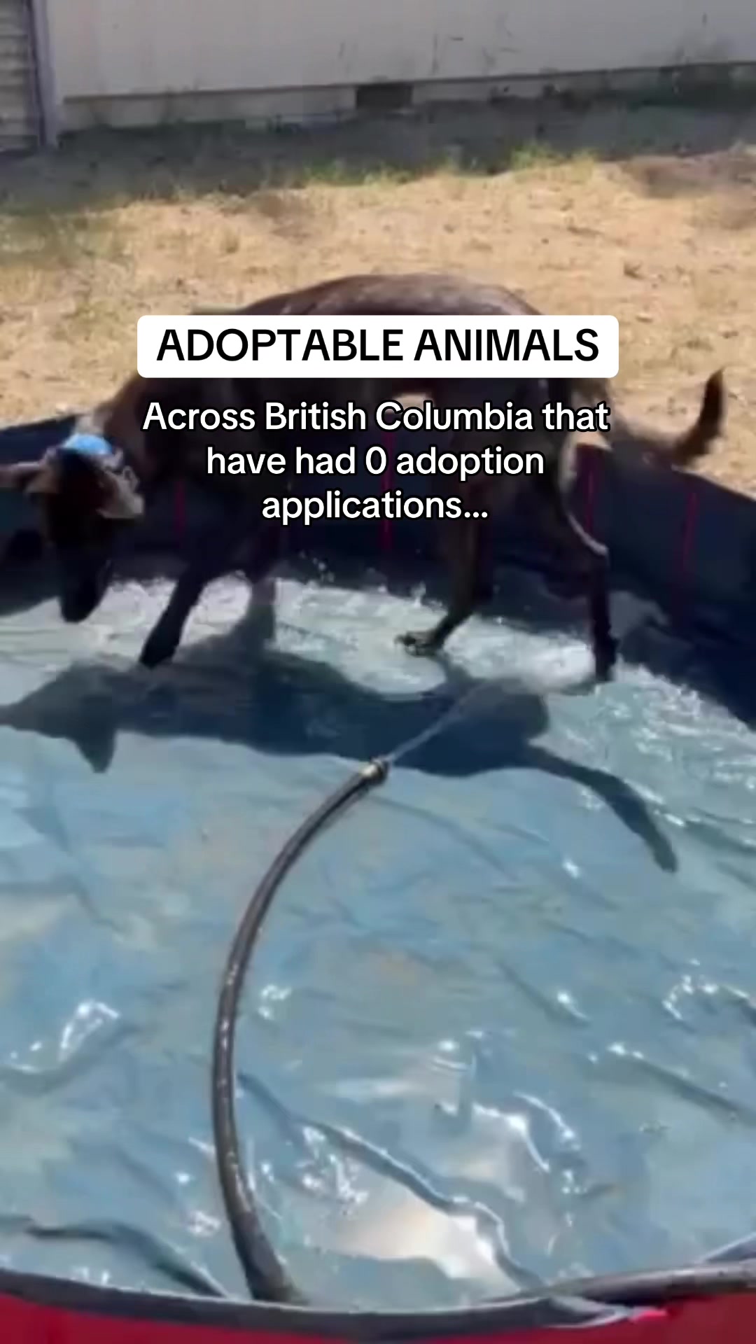 @BC SPCA