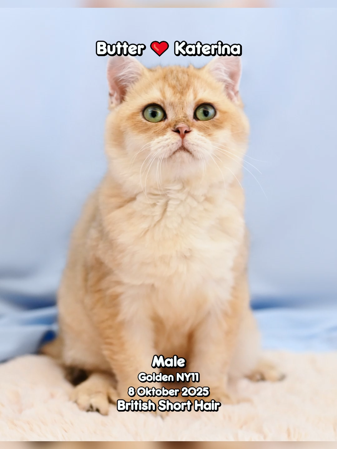 @dutchthebritishcat