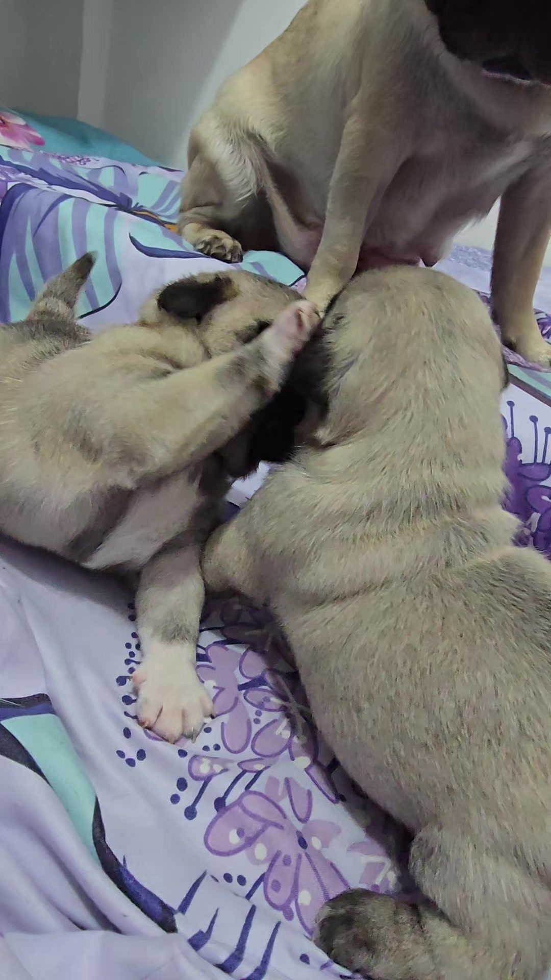@Lizzylapug🐶🌸