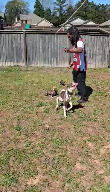 @MR I WORK DOGS