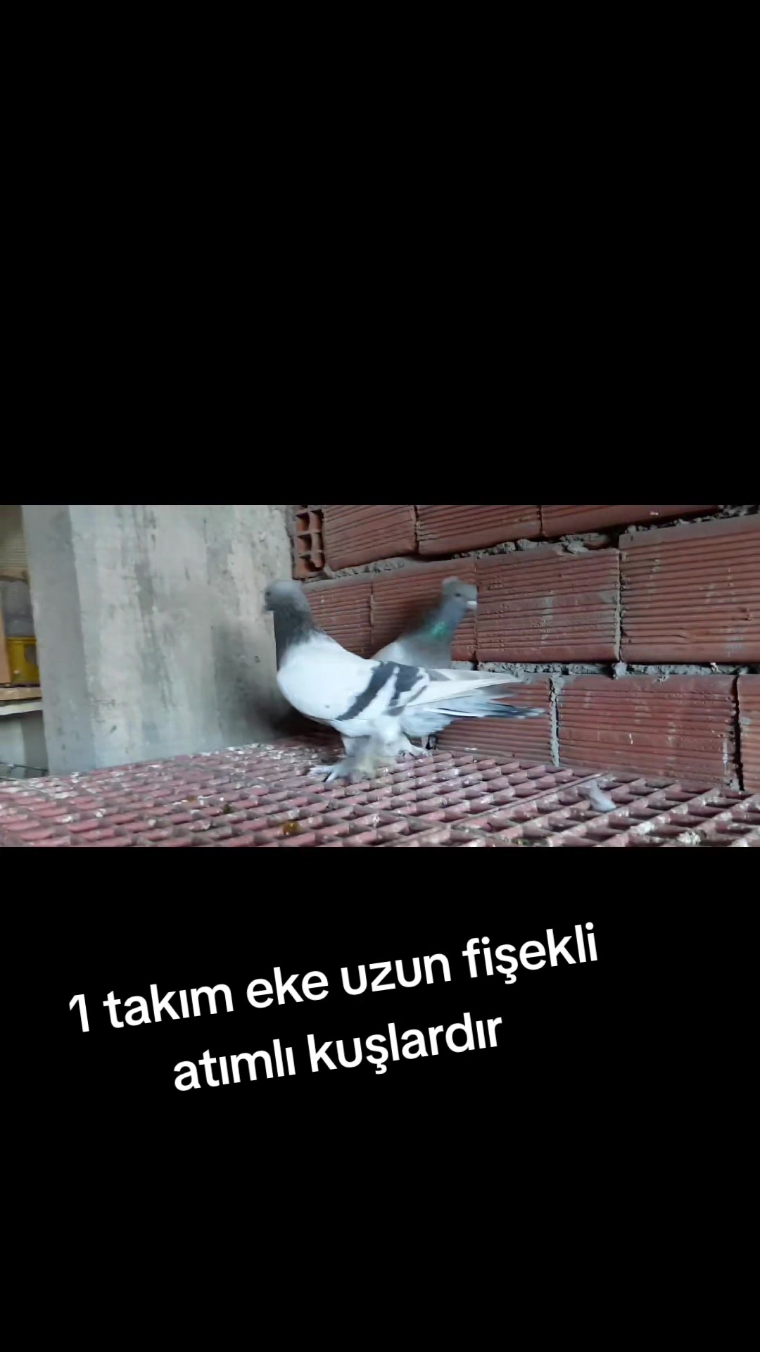 @huseyinsagir