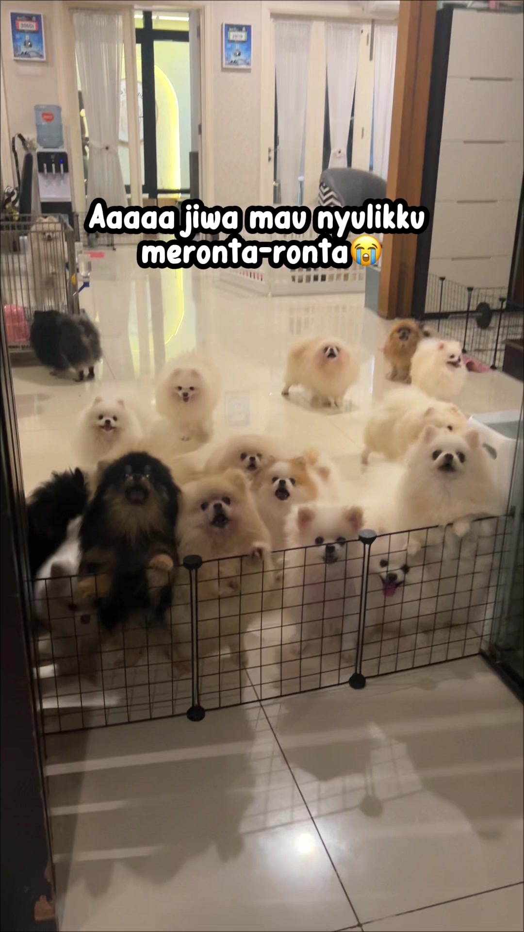 @Chipas Family