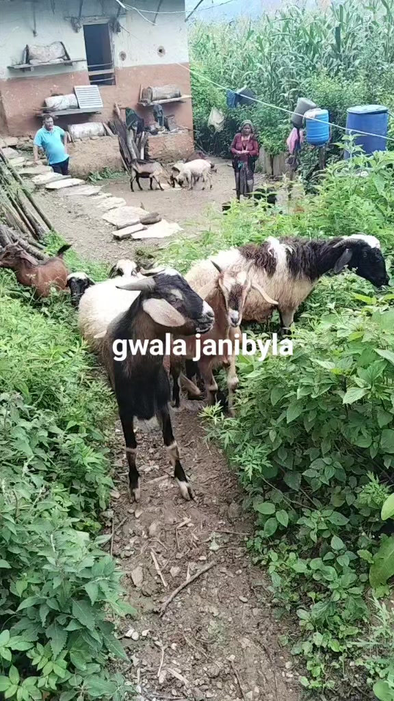 @Sanurasaili