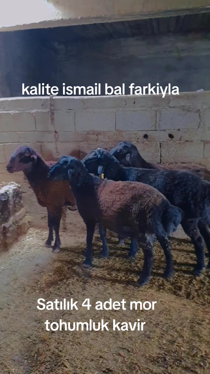@Ismail Bal