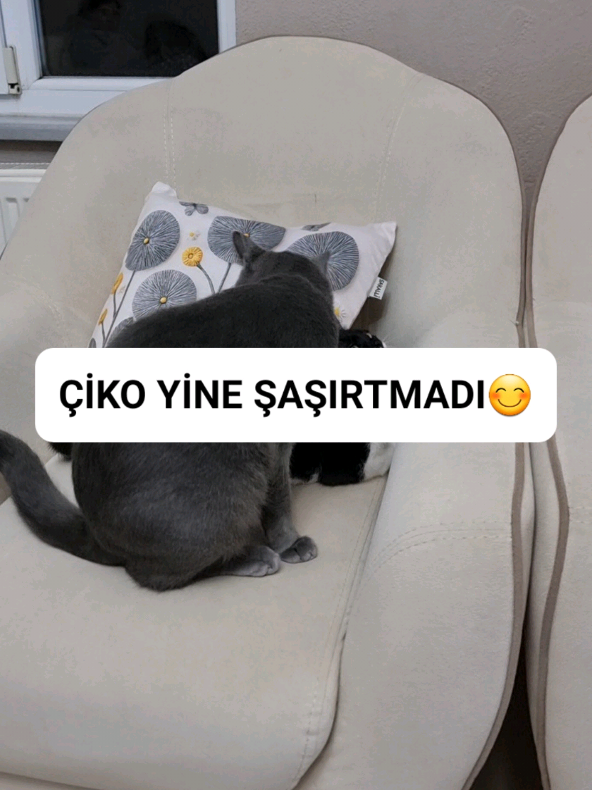 @kedichico