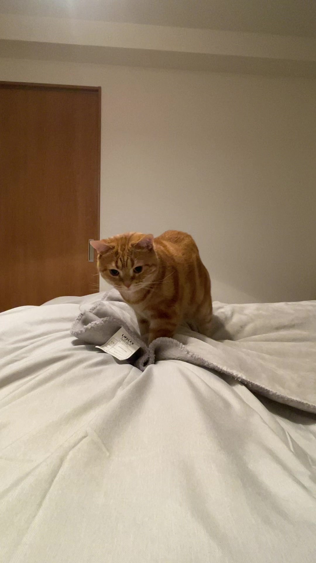 @社会人の猫暮らし🐈あめ