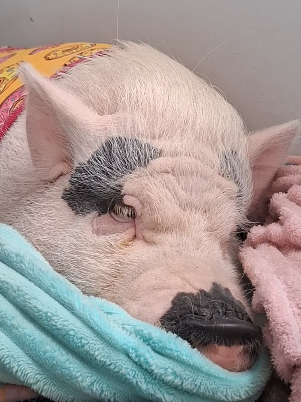 @🐷Ibi.pig🐷