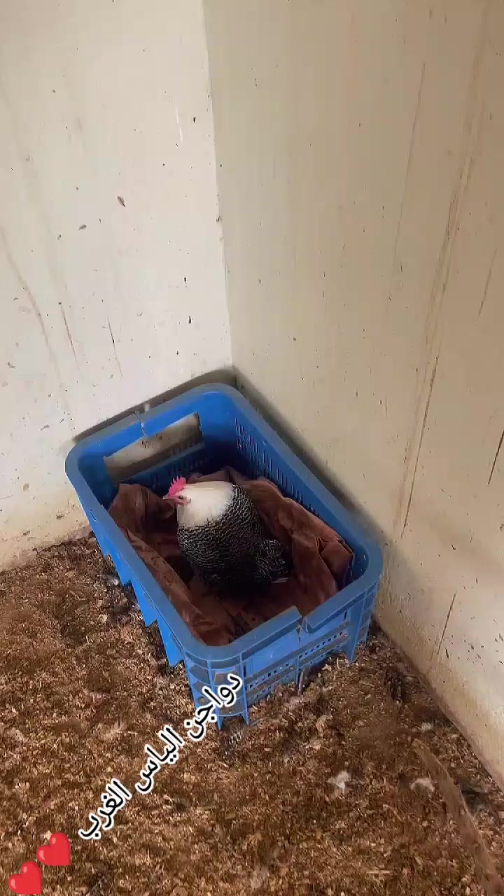 @دواجن الياس🐔🐔🐔