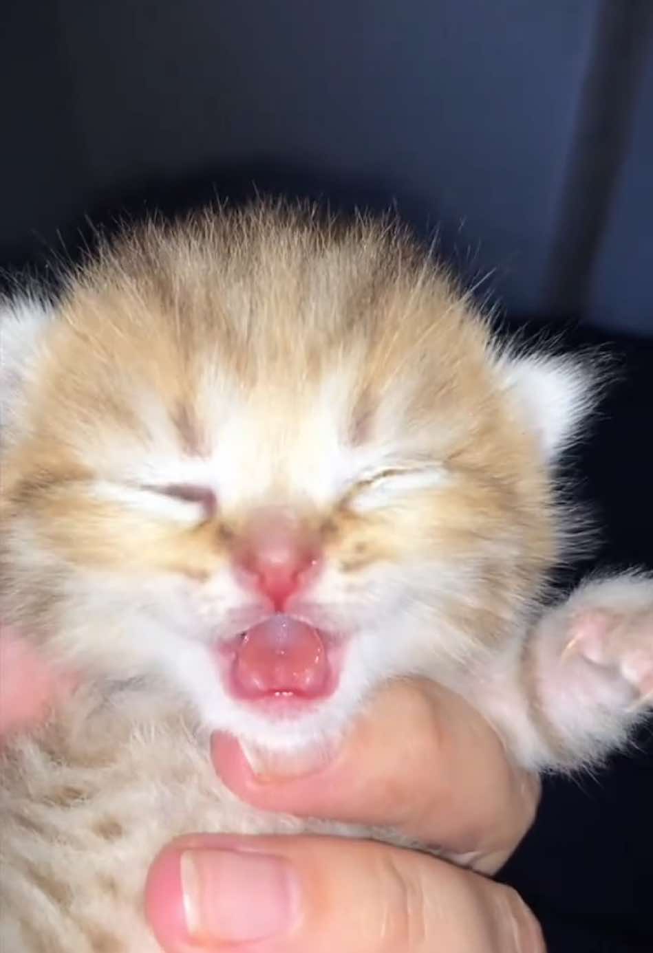 @penka_and_kittens