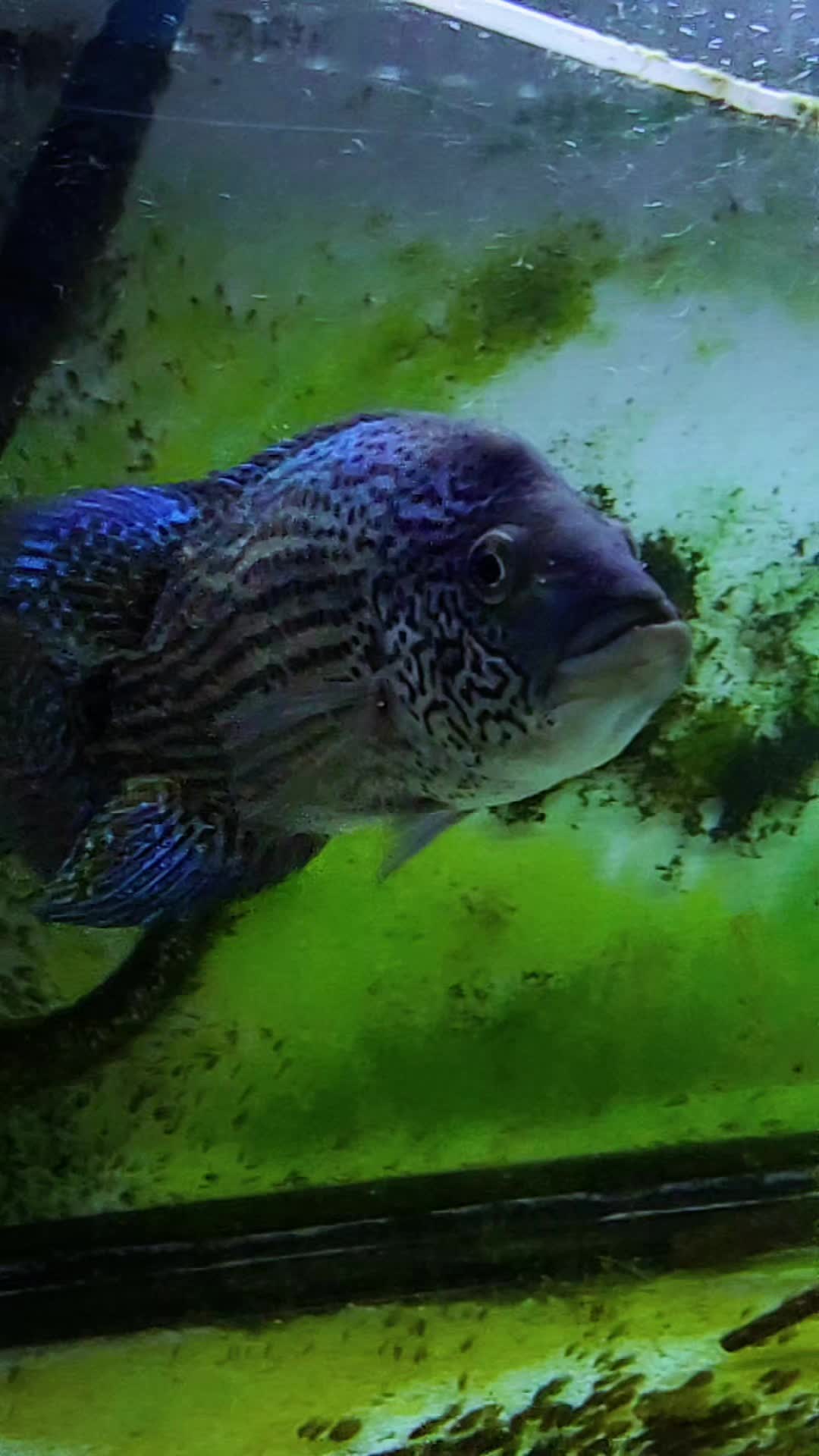 @Pitcha's pet