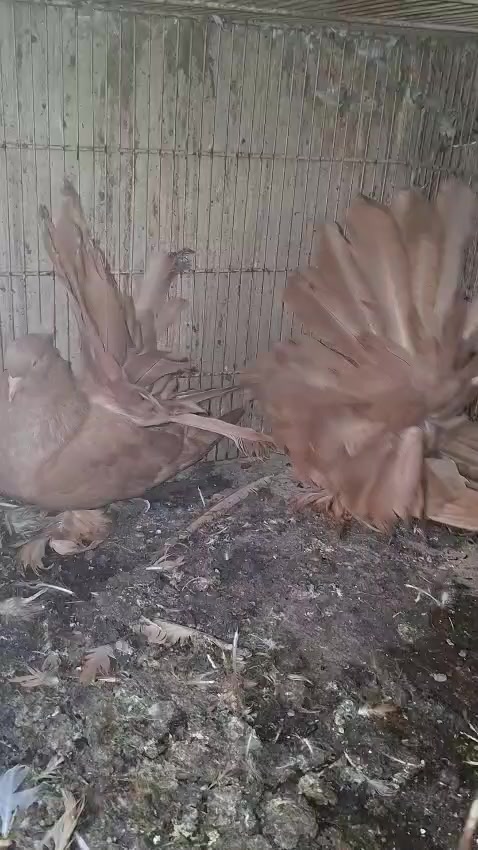 @royal birds