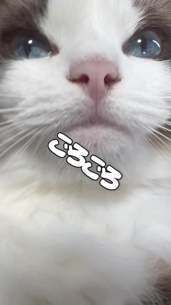 @なつめ友猫帳