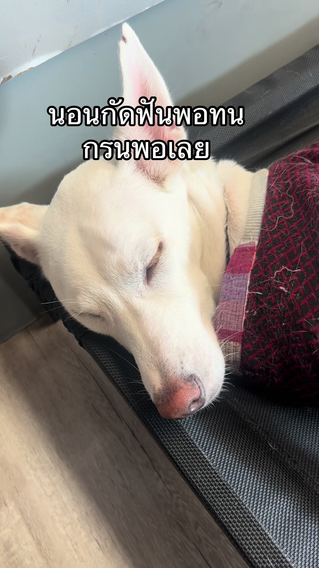 @มะลิตาฟ้าาาาา🐕🐶💫