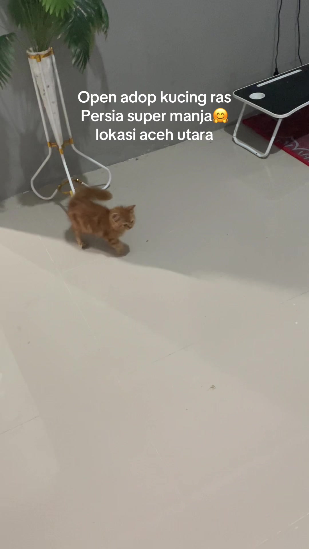 @Kucingmeongmeong