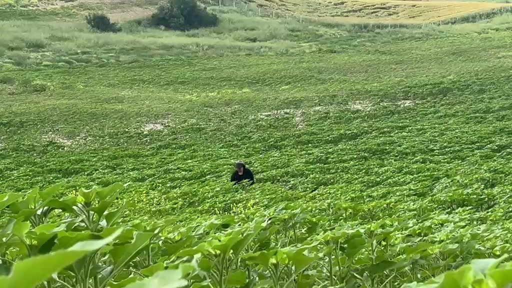 @hanım ağa